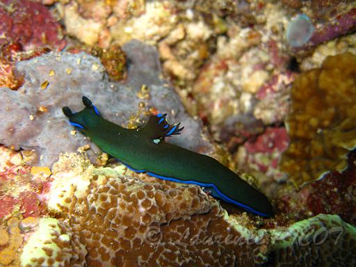 Tambja morosa.JPG - Philippines - les Visayas